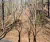Forest Canopy Way, Clayton, GA - Thumbnail Image #12