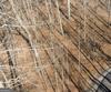Forest Canopy Way, Clayton, GA - Thumbnail Image #14