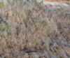 Forest Canopy Way, Clayton, GA - Thumbnail Image #17