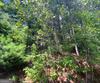 Lot 29 Lake Rabun Bluffs DR, Lakemont, GA - Thumbnail Image #11