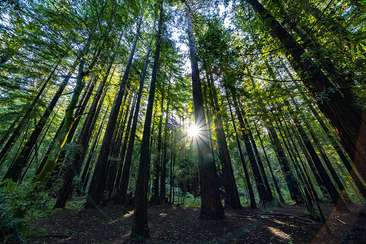 Image about Nisene Marks Forest