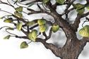 Image #1 about Tree Of Life - Evergreen