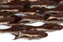 Image #1 about School Of Fish - Large