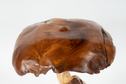 Image #2 about Teak Mushroom