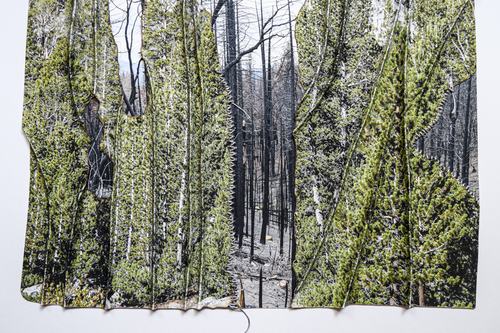 Sierra Burn Scar #1, 2022
