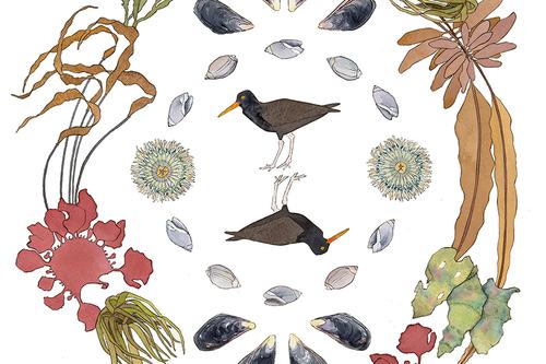 Oystercatchers in the Tidepools, 2023
