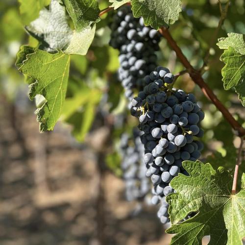 Grace Family Vineyard: Image #381