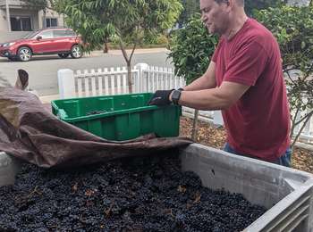 Pinot: Image #63