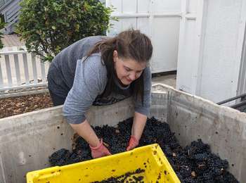 Pinot: Image #64