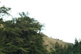 Fernwood Resort - Photo 3 (Thumbnail)