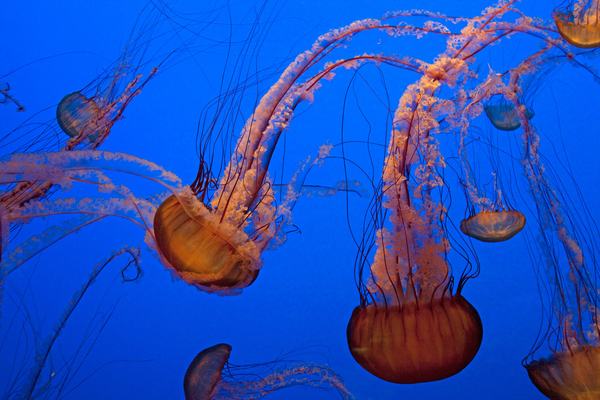 Monterey Bay Aquarium & Cannery Row