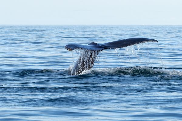 Whale Watching