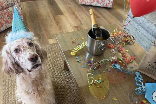Image about Where to Stay in Carmel-by-the-Sea with Your Dog: Horizon Inn & Ocean View Lodge