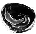 Mats Jonasson® Sealife Crystal Sculptures