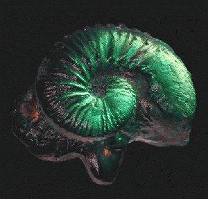 Ammonite Dichroic Shell CURRENTLY UNAVAILABLE