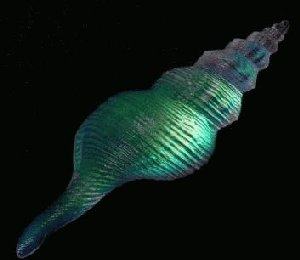 Helix Dichroic Shell CURRENTLY UNAVAILABLE
