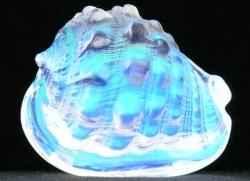 Conch Lip Dichroic Shell CURRENTLY UNAVAILABLE