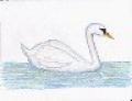 Swan Ware