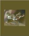 SCS Swarovski Collectors Society Annual Edition 1989 Turtledoves