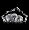 Mats Jonasson Wildlife Baby Seals