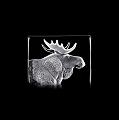 Mats Jonasson Wildlife Moose 34126 RETIRED