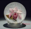 Pink Orchid, Victor Trabucco