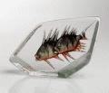 Mats Jonasson Two Coral Fish green/orange - Limited to stock on hand