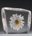 Mats Jonasson Daisy, White - MJ 33870
