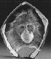 Mats Jonasson Orangutan Cub - MJ 33741