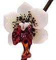 Phaelonopsis Orchid by Eric Edner