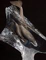 Gentle Waters Mother Whale with Calf by John C. Cuevas