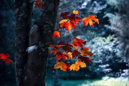 Orange leaves dicidouous forest