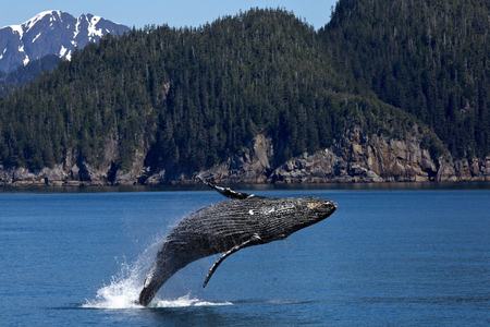 Whales breaching