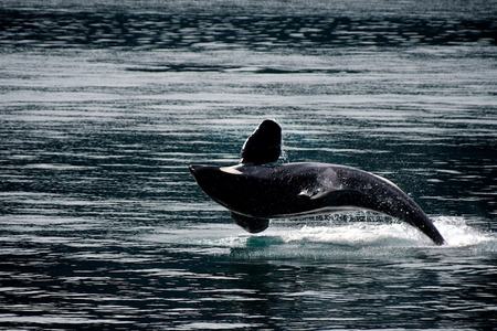 Whale breaching