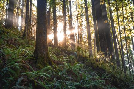 Northwest forest