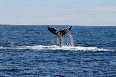 Whale watching