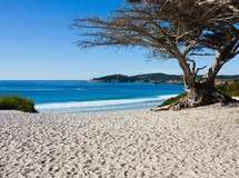 Carmel Beach Cypress Tree