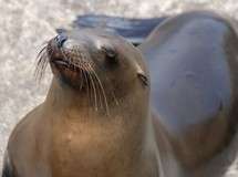 Carmel Seals