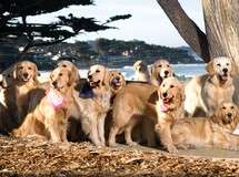 Dog Friendly