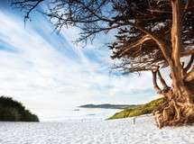 Carmel Beach Cypress Tree
