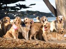 Dog Friendly Carmel 2