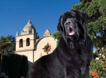 Dog Friendly Carmel 1