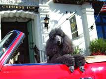 Poodle Cypress Inn