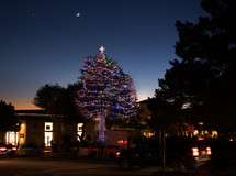 Annual Carmel Tree Lighting