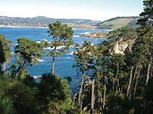 Point Lobos 4