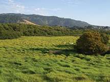 Mission Ranch View