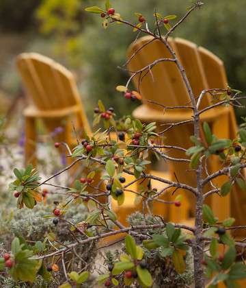 Image of plant with nearby Adirondack chairs blurred in the background