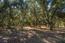 2 Arroyo Sequoia (Image 19)
