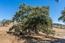 2 Arroyo Sequoia (Image 20)