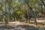 2 Arroyo Sequoia (Image 21)